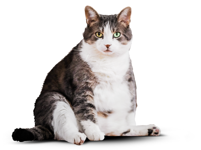 Before Cat